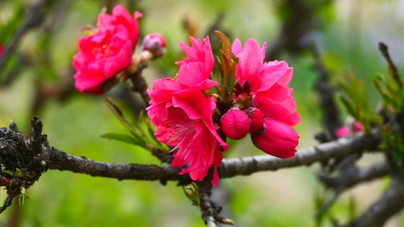 靳新國(guó)攝影: 桃花春色暖先開(kāi),，明媚誰(shuí)人不看來(lái)