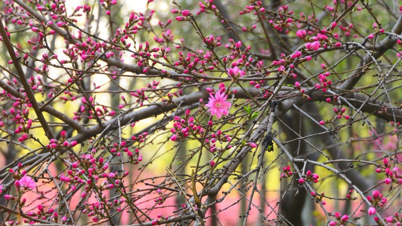 靳新國(guó)攝影: 桃花春色暖先開(kāi)，明媚誰(shuí)人不看來(lái)