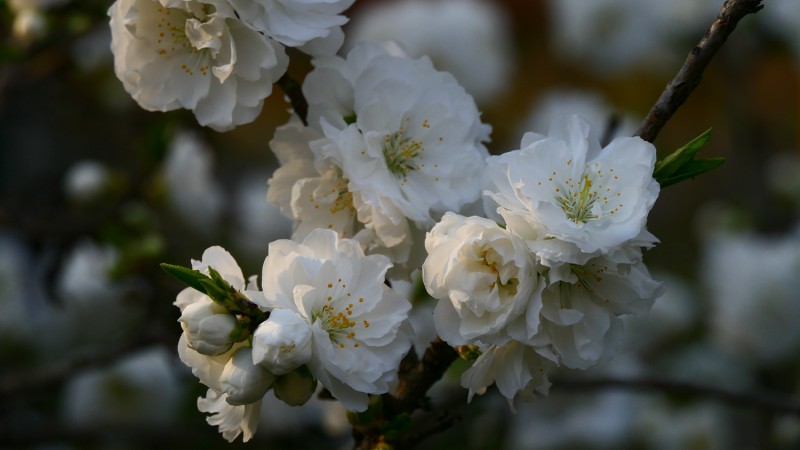 靳新國(guó)攝影: 桃花春色暖先開(kāi),，明媚誰(shuí)人不看來(lái)