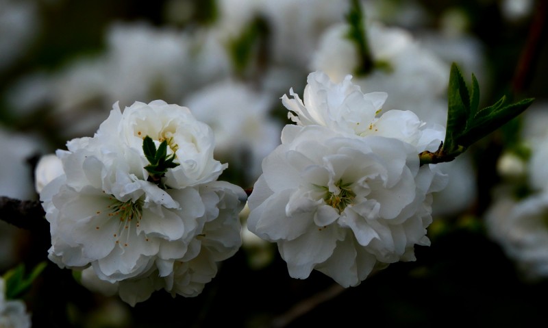 靳新國(guó)攝影: 桃花春色暖先開(kāi)，明媚誰(shuí)人不看來(lái)