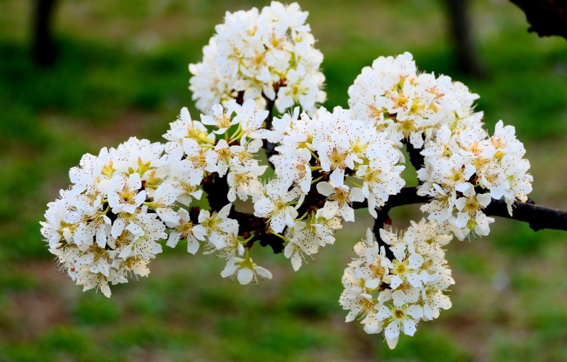 靳新國(guó)攝影: 桃花春色暖先開(kāi),，明媚誰(shuí)人不看來(lái)