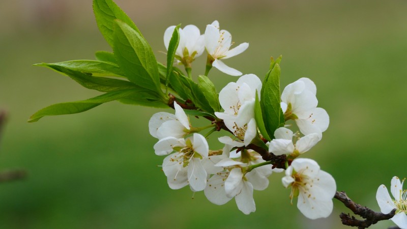 靳新國(guó)攝影: 桃花春色暖先開(kāi),，明媚誰(shuí)人不看來(lái)