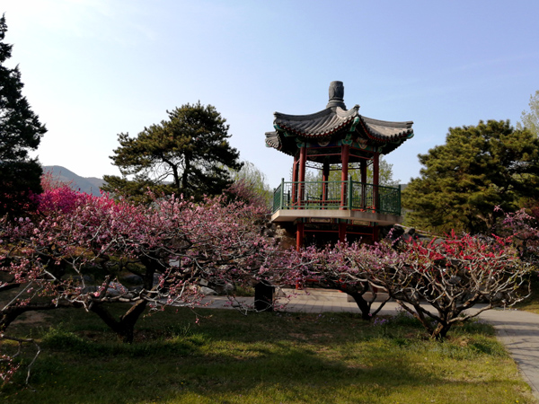 李月手機拍圖——北京植物園的春天
