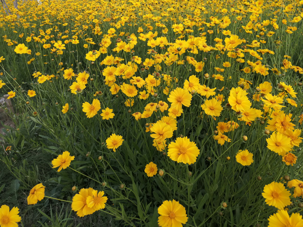 北京通州萬畝休憩園——李月手機(jī)拍圖