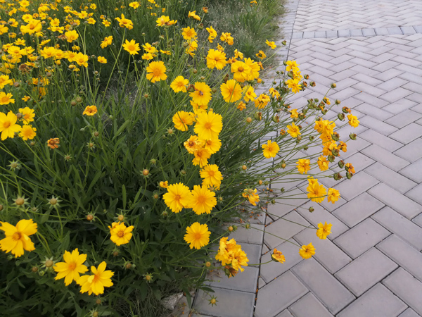 北京通州萬畝休憩園——李月手機(jī)拍圖