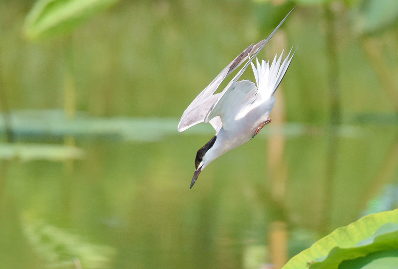 朱香順鏡頭記錄.燕鷗：鳥類飛遠冠軍