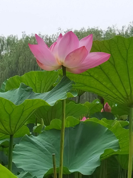 丁育春手機(jī)拍圖——大運河森林公園的花