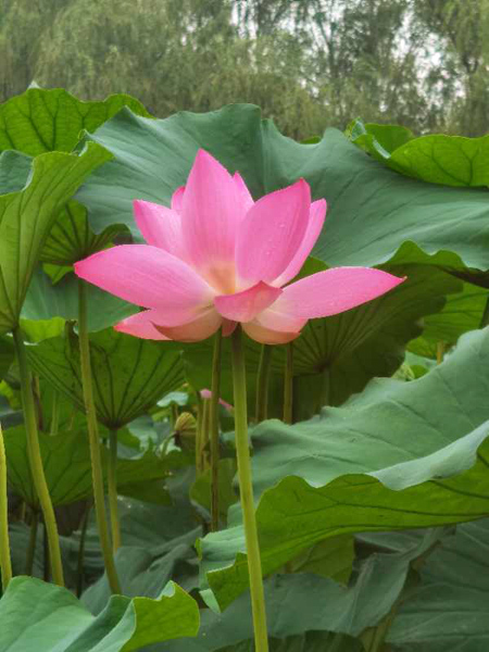 丁育春手機(jī)拍圖——大運河森林公園的花
