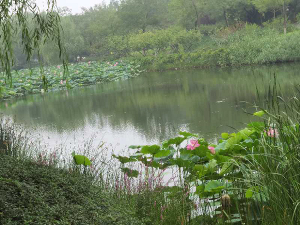 丁育春手機(jī)拍圖——大運河森林公園的花