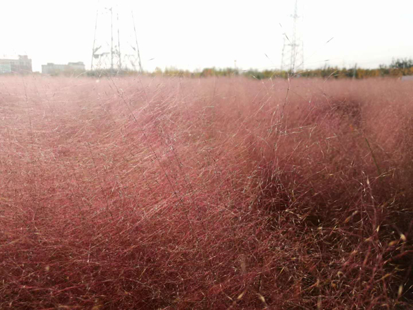 李月手機拍圖——粉黛草與蘆葦