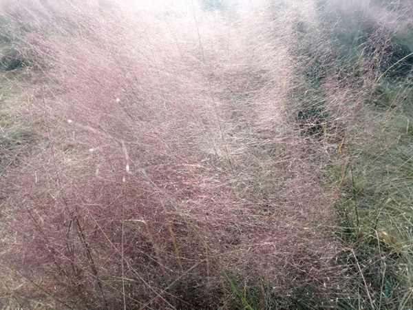 李月手機拍圖——粉黛草與蘆葦