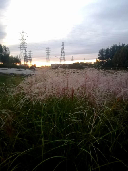 李月手機拍圖——粉黛草與蘆葦