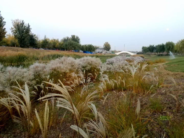 李月手機拍圖——粉黛草與蘆葦