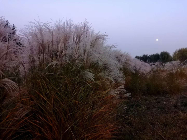 李月手機拍圖——粉黛草與蘆葦