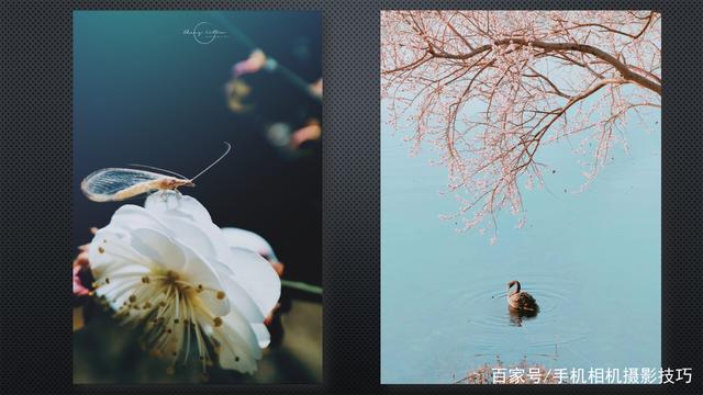 春花盛開,，手機(jī)怎么拍,？記住這4條秘訣，就能出大片,！