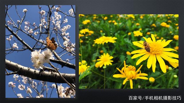 春花盛開，手機(jī)怎么拍,？記住這4條秘訣,，就能出大片！