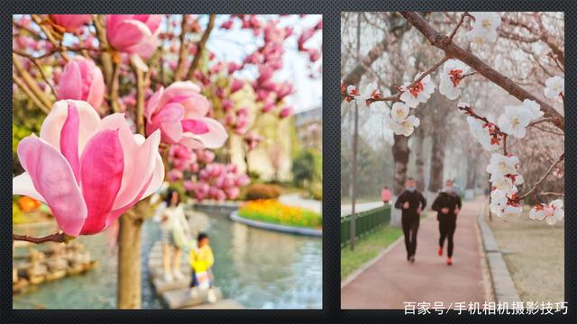 春花盛開,，手機(jī)怎么拍,？記住這4條秘訣，就能出大片,！