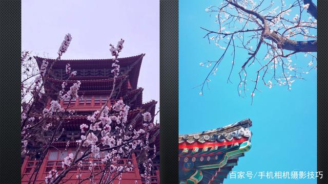 春花盛開,，手機(jī)怎么拍,？記住這4條秘訣，就能出大片,！