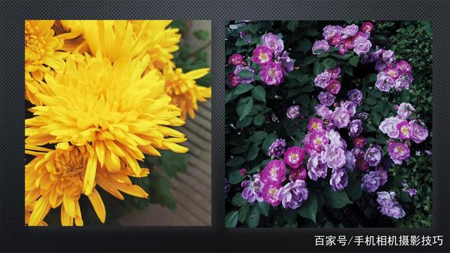 春花盛開，手機(jī)怎么拍,？記住這4條秘訣,，就能出大片！