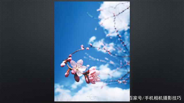 春花盛開,，手機(jī)怎么拍？記住這4條秘訣,，就能出大片,！