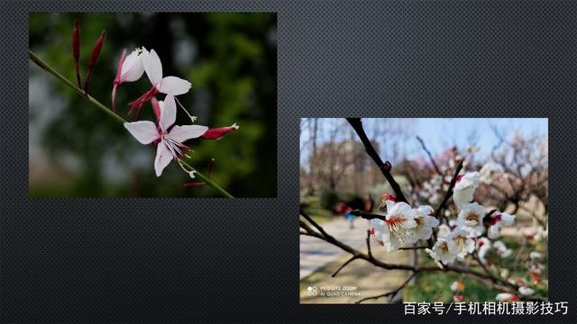 春花盛開,，手機(jī)怎么拍,？記住這4條秘訣，就能出大片,！