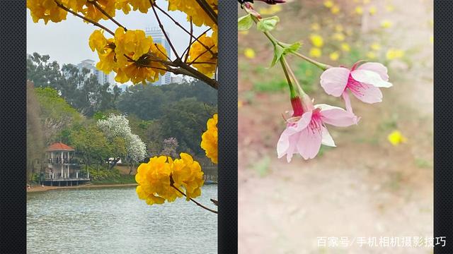 春花盛開,，手機(jī)怎么拍,？記住這4條秘訣，就能出大片,！