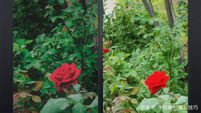 春花盛開,，手機(jī)怎么拍？記住這4條秘訣,，就能出大片,！
