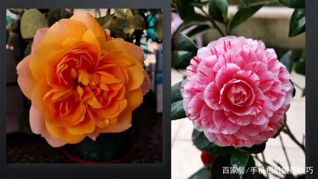 春花盛開，手機(jī)怎么拍,？記住這4條秘訣,，就能出大片！