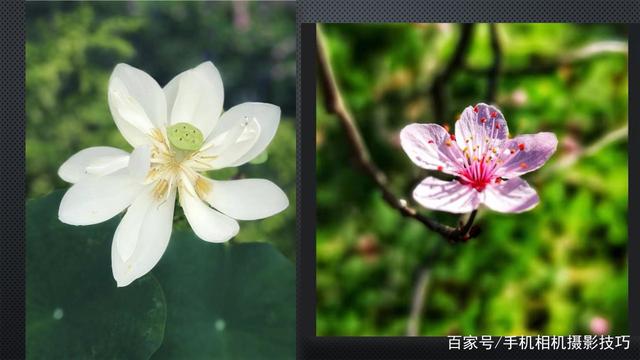 春花盛開，手機(jī)怎么拍,？記住這4條秘訣，就能出大片,！