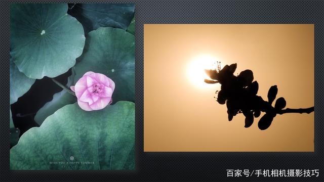 春花盛開,，手機(jī)怎么拍,？記住這4條秘訣，就能出大片,！