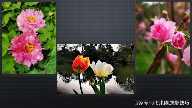 春花盛開,，手機(jī)怎么拍,？記住這4條秘訣，就能出大片,！