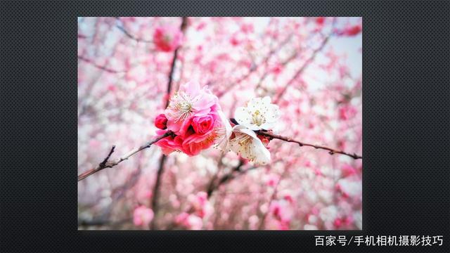 春花盛開，手機(jī)怎么拍,？記住這4條秘訣,，就能出大片！