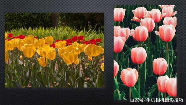 春花盛開,，手機(jī)怎么拍,？記住這4條秘訣，就能出大片,！