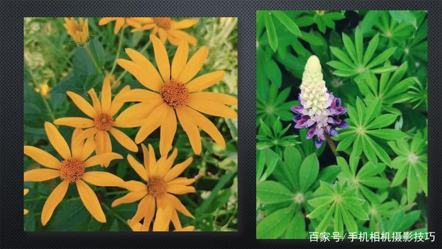 春花盛開，手機(jī)怎么拍,？記住這4條秘訣,，就能出大片！