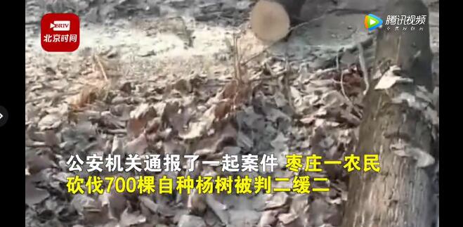 農(nóng)民砍自家樹700棵獲刑！處罰依據(jù)公布
