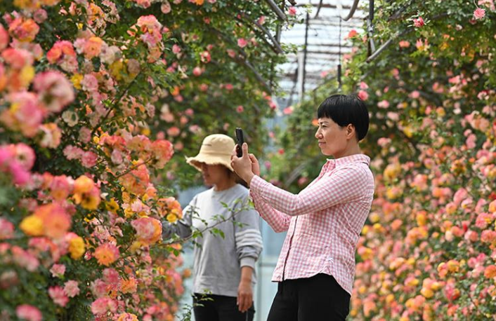 月季盛開(kāi)時(shí),!關(guān)于賞花,,這些信息值得關(guān)注