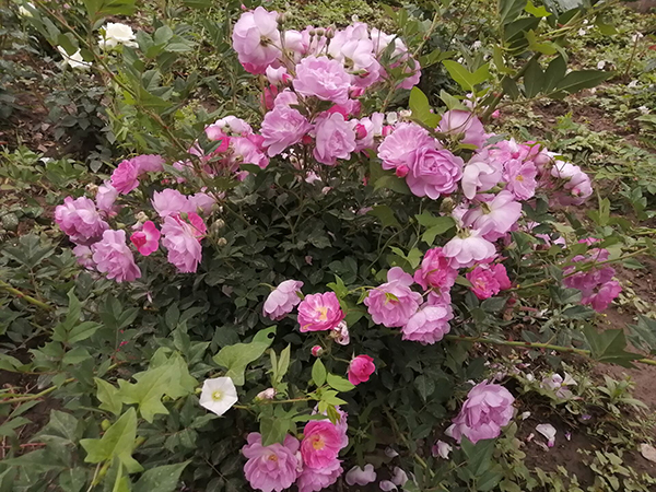 李月手機拍圖——五月的那些花兒