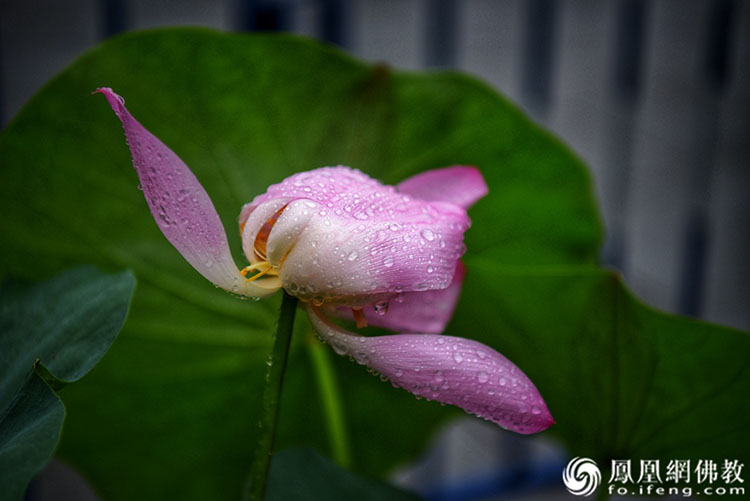 遙想宋人畫中花,，今日盛開在佛家