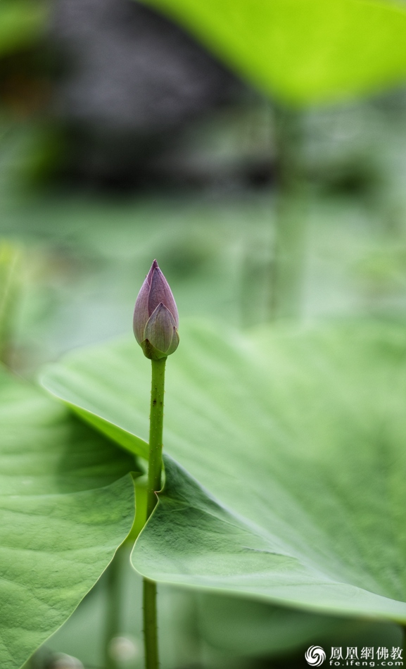 遙想宋人畫中花,，今日盛開在佛家
