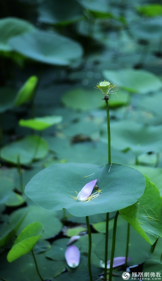 遙想宋人畫中花,，今日盛開在佛家
