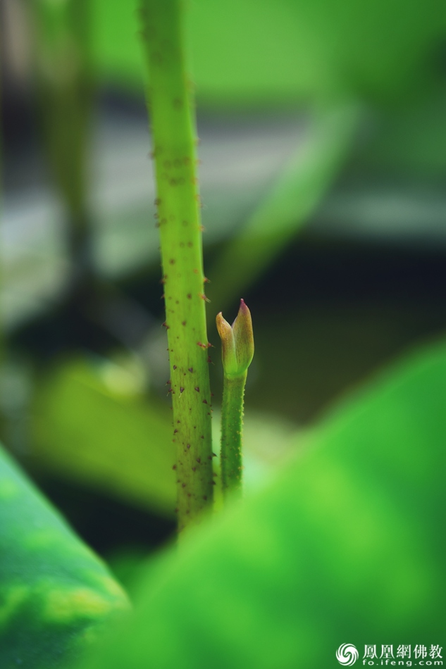 遙想宋人畫中花，今日盛開在佛家