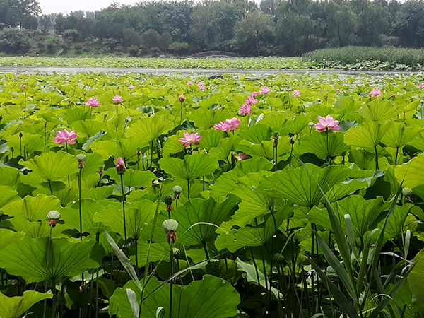 圓明園荷花開了