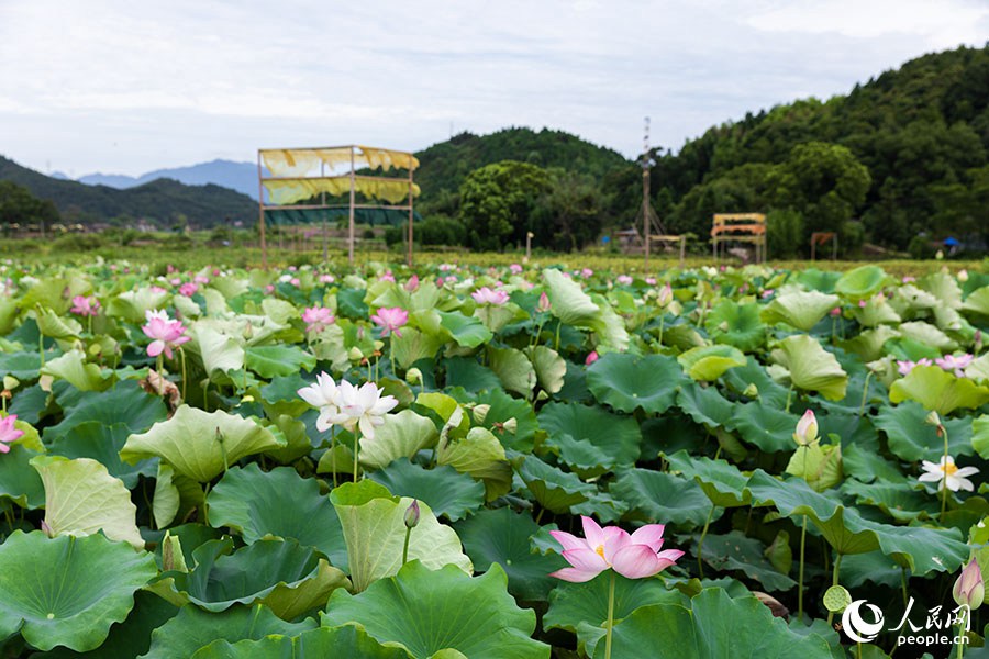 農(nóng)作物廢料變身“植染藝術(shù)品”,，把福建這個鄉(xiāng)村裝扮成藝術(shù)館,！
