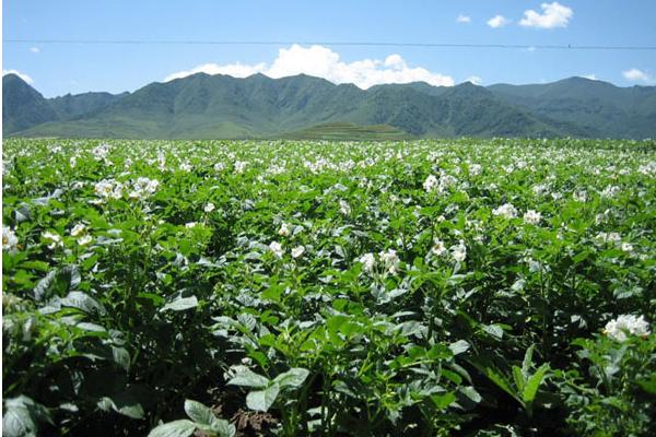 青海專業(yè)合作社 開(kāi)出致富花