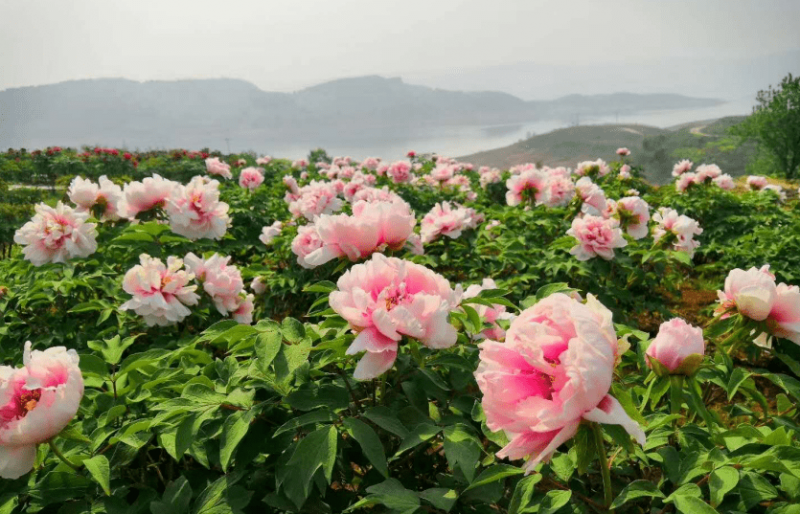 青海專業(yè)合作社 開(kāi)出致富花