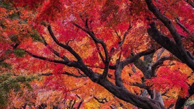 拍秋景避開這7個(gè)錯(cuò),，秋天攝影照片美起來