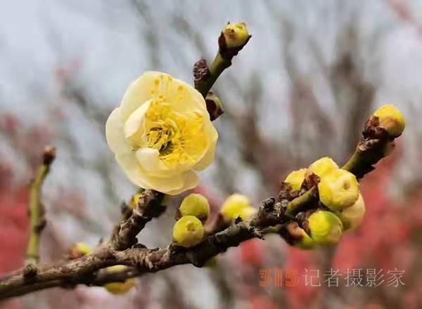 盱眙春梅開——周家鴻手機拍圖