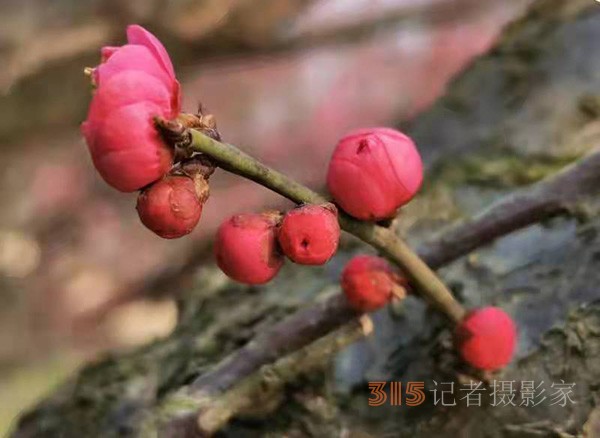 盱眙春梅開——周家鴻手機拍圖