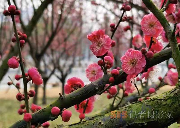 盱眙春梅開——周家鴻手機拍圖