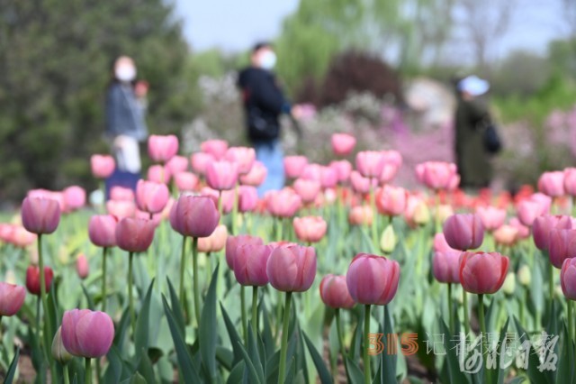 河北石家莊市植物園第十六屆郁金香文化節(jié)開(kāi)幕
